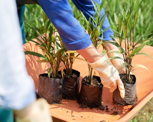 gardeners-transplants-plants-LZYARNA.jpg